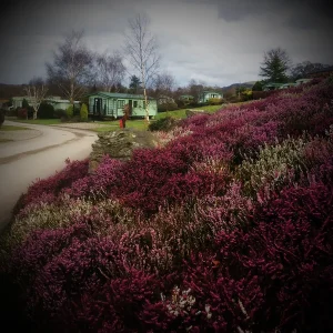 Peppermint Digital Agency Wales - Our Work - Welsh Government